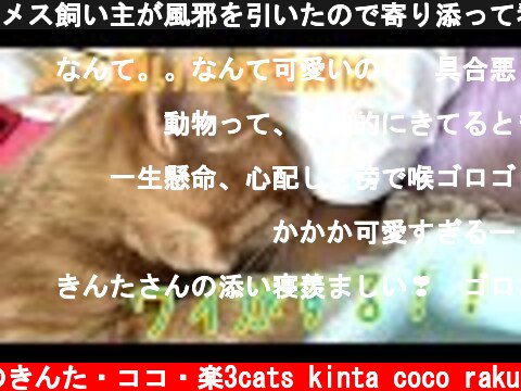 メス飼い主が風邪を引いたので寄り添って看病するかわいい猫のきんたさん！  (c) 猫のきんた・ココ・楽3cats kinta coco raku