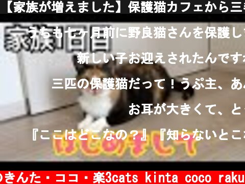 【家族が増えました】保護猫カフェから三毛猫の里親になって1日目。  (c) 猫のきんた・ココ・楽3cats kinta coco raku