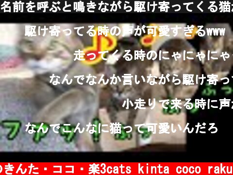 名前を呼ぶと鳴きながら駆け寄ってくる猫がかわいすぎる！【猫 鳴き声】  (c) 猫のきんた・ココ・楽3cats kinta coco raku