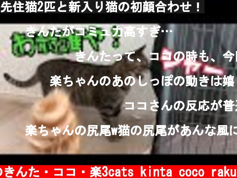 先住猫2匹と新入り猫の初顔合わせ！  (c) 猫のきんた・ココ・楽3cats kinta coco raku