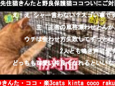 先住猫きんたと野良保護猫ココついにご対面！  (c) 猫のきんた・ココ・楽3cats kinta coco raku