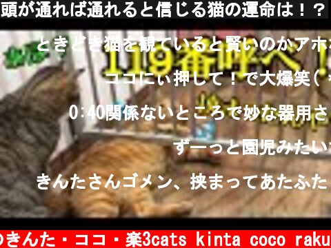 頭が通れば通れると信じる猫の運命は！？  (c) 猫のきんた・ココ・楽3cats kinta coco raku