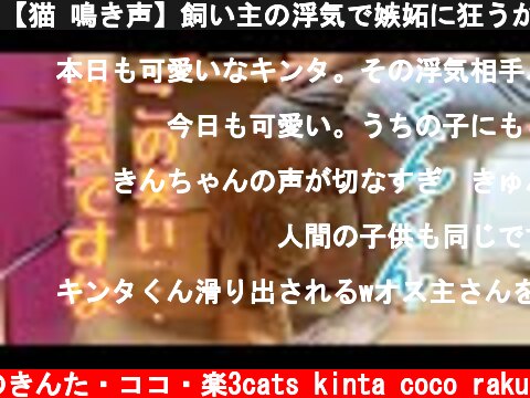 【猫 鳴き声】飼い主の浮気で嫉妬に狂うかわいい猫！浮気チェックがすごい！  (c) 猫のきんた・ココ・楽3cats kinta coco raku