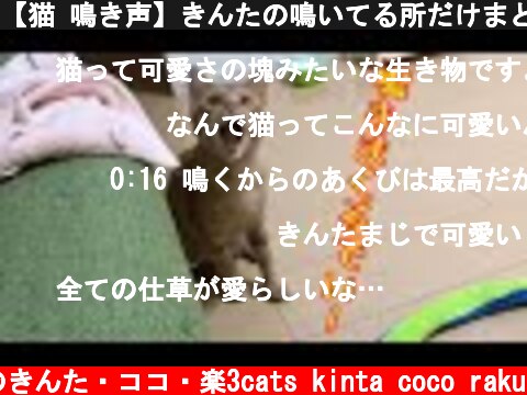 【猫 鳴き声】きんたの鳴いてる所だけまとめてみました！  (c) 猫のきんた・ココ・楽3cats kinta coco raku