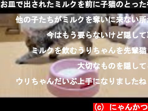 お皿で出されたミルクを前に子猫のとった行動が・・・【保護猫】  (c) にゃんかつ