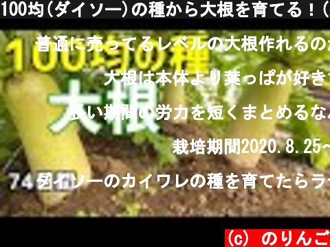 100均(ダイソー)の種から大根を育てる！(大根の育て方) /  How to grow japanese radish  (c) のりんご