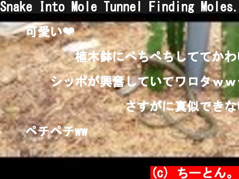 Snake Into Mole Tunnel Finding Moles. もぐら退治の為、ヘビ(アオダイショウ)をもぐらの穴に投入(2)  (c) ちーとん。