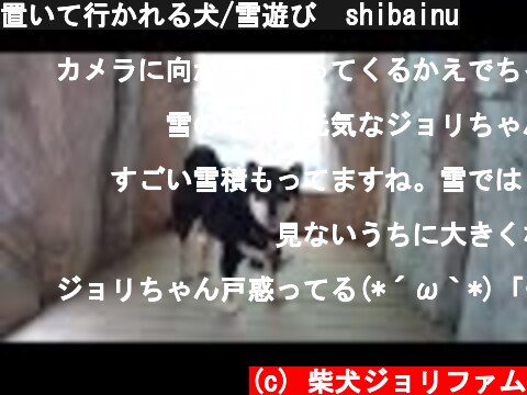 置いて行かれる犬/雪遊び  shibainu  (c) 柴犬ジョリファム