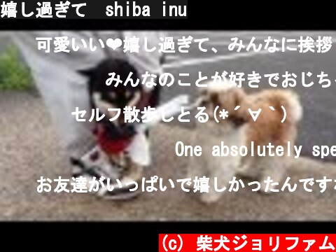 嬉し過ぎて　shiba inu  (c) 柴犬ジョリファム