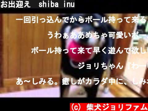お出迎え　shiba inu  (c) 柴犬ジョリファム