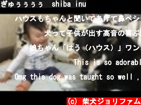 ぎゅぅぅぅぅ  shiba inu  (c) 柴犬ジョリファム
