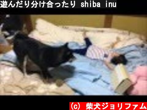 遊んだり分け合ったり shiba inu  (c) 柴犬ジョリファム