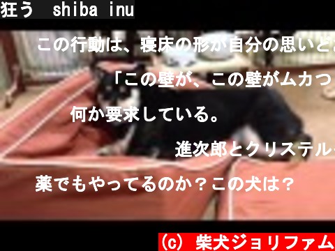 狂う　shiba inu  (c) 柴犬ジョリファム
