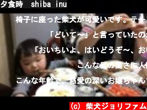 夕食時  shiba inu  (c) 柴犬ジョリファム