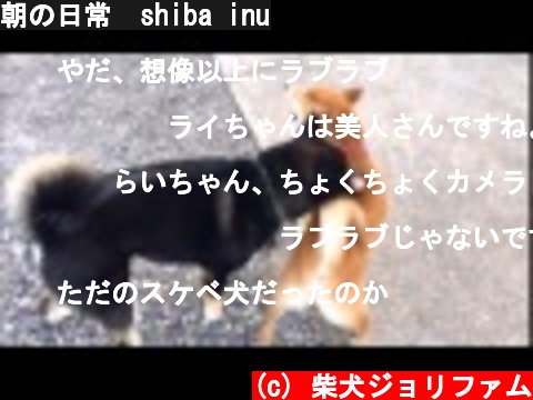 朝の日常  shiba inu  (c) 柴犬ジョリファム