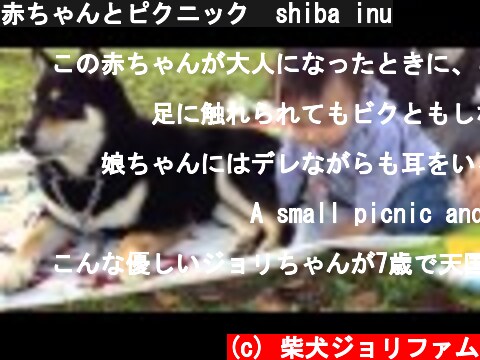 赤ちゃんとピクニック　shiba inu  (c) 柴犬ジョリファム