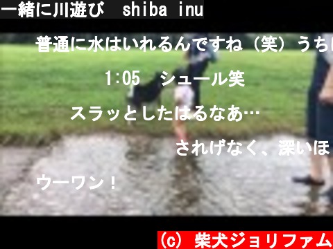 一緒に川遊び  shiba inu  (c) 柴犬ジョリファム
