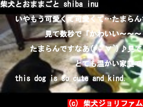 柴犬とおままごと shiba inu  (c) 柴犬ジョリファム