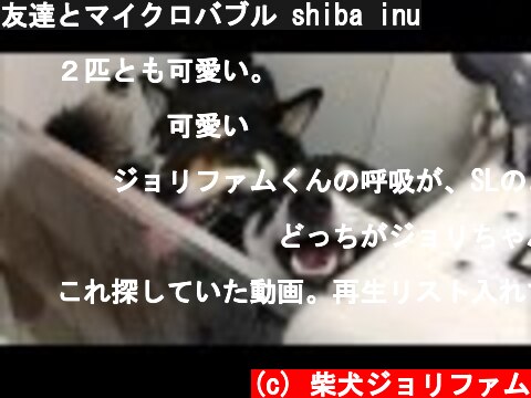 友達とマイクロバブル shiba inu  (c) 柴犬ジョリファム