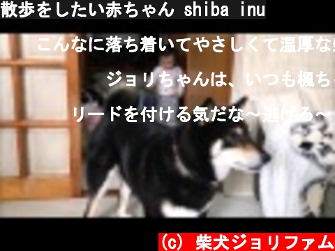 散歩をしたい赤ちゃん shiba inu  (c) 柴犬ジョリファム