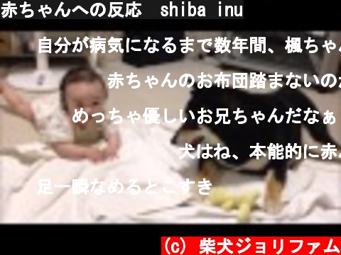 赤ちゃんへの反応　shiba inu  (c) 柴犬ジョリファム