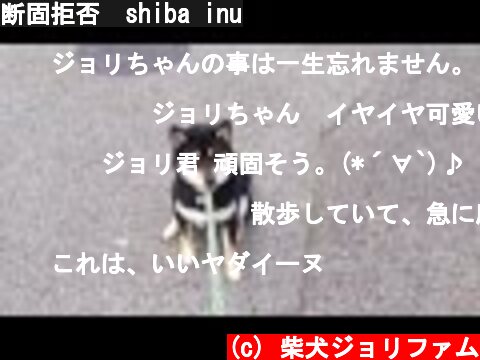断固拒否　shiba inu  (c) 柴犬ジョリファム