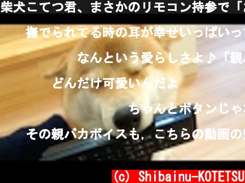 柴犬こてつ君、まさかのリモコン持参で「おかえり♡」飛行機耳と糸目！  (c) Shibainu-KOTETSU