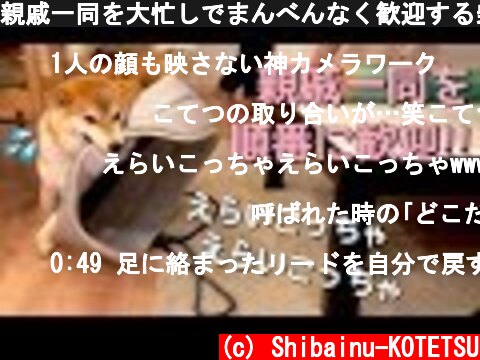 親戚一同を大忙しでまんべんなく歓迎する柴犬こてつ君!!  (c) Shibainu-KOTETSU