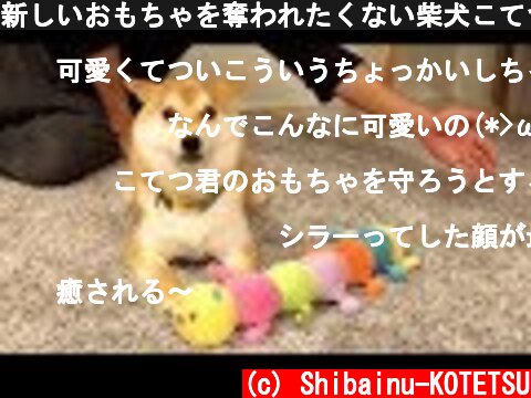 新しいおもちゃを奪われたくない柴犬こてつ君！パパとの攻防！  (c) Shibainu-KOTETSU