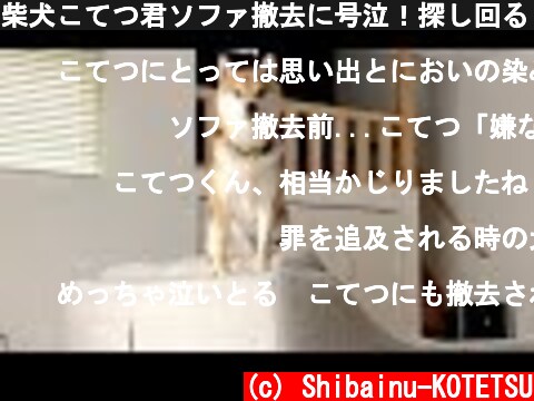 柴犬こてつ君ソファ撤去に号泣！探し回る( ；∀；)  (c) Shibainu-KOTETSU