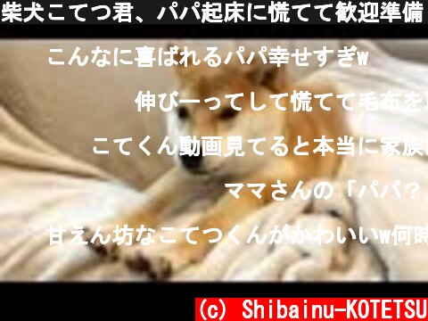 柴犬こてつ君、パパ起床に慌てて歓迎準備！うれしいね♡  (c) Shibainu-KOTETSU