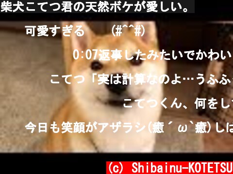柴犬こてつ君の天然ボケが愛しい。  (c) Shibainu-KOTETSU