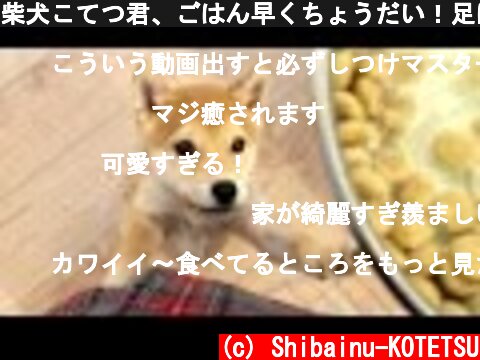 柴犬こてつ君、ごはん早くちょうだい！足にしがみつき催促♡  (c) Shibainu-KOTETSU