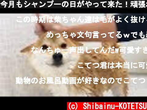今月もシャンプーの日がやって来た！頑張れ柴犬こてつ君！  (c) Shibainu-KOTETSU