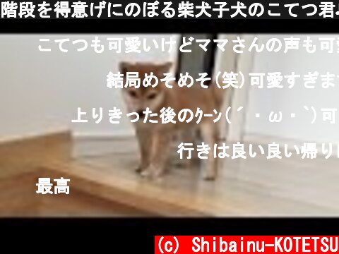 階段を得意げにのぼる柴犬子犬のこてつ君♬しかし毎回…。反省！  (c) Shibainu-KOTETSU