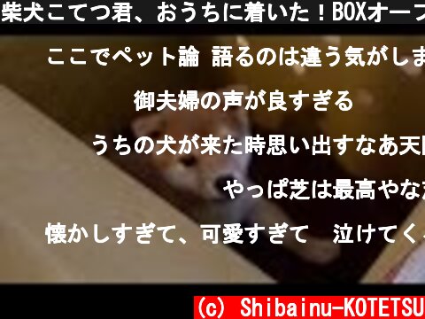 柴犬こてつ君、おうちに着いた！BOXオープン★  (c) Shibainu-KOTETSU