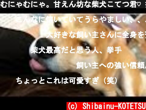 むにゃむにゃ。甘えん坊な柴犬こてつ君♡ 抱っこで眠っちゃいそう…  (c) Shibainu-KOTETSU