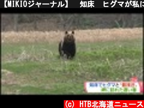 【MIKIOジャーナル】　知床　ヒグマが私に向かって走ってきた！  (c) HTB北海道ニュース