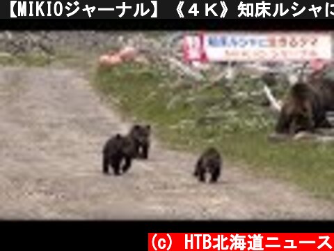 【MIKIOジャーナル】《４Ｋ》知床ルシャに生きるクマ  (c) HTB北海道ニュース