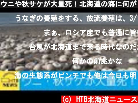 ウニや秋サケが大量死！北海道の海に何が　漁師からは「かつてない危機」との声も  (c) HTB北海道ニュース
