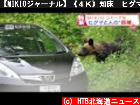 【MIKIOジャーナル】《４Ｋ》知床　ヒグマに近づく人たち  (c) HTB北海道ニュース