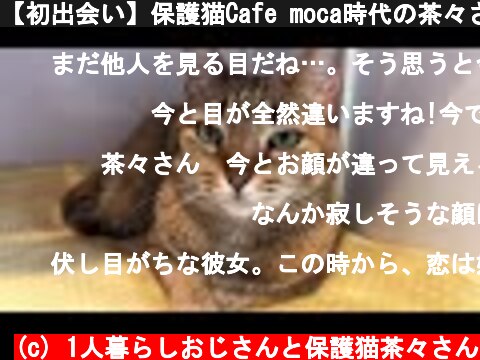 【初出会い】保護猫Cafe moca時代の茶々さん  (c) 1人暮らしおじさんと保護猫茶々さん