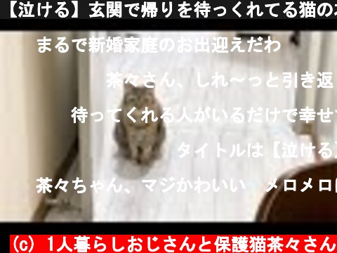 【泣ける】玄関で帰りを待っくれてる猫の本当の意味とは…【茶々さん】  (c) 1人暮らしおじさんと保護猫茶々さん
