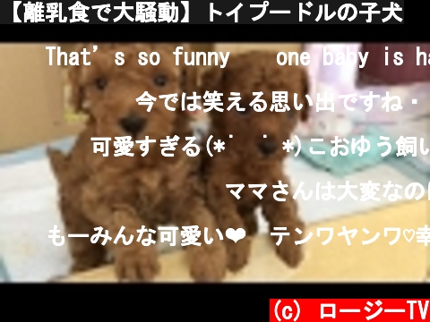 【離乳食で大騒動】トイプードルの子犬  (c) ロージーTV