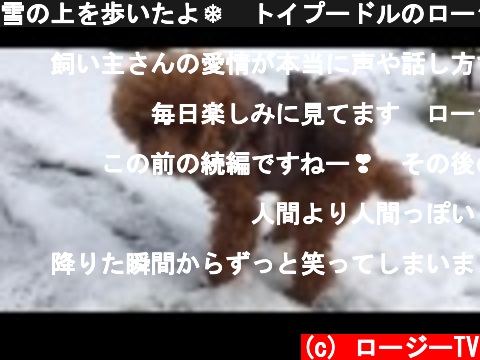 雪の上を歩いたよ❄️トイプードルのロージー  (c) ロージーTV