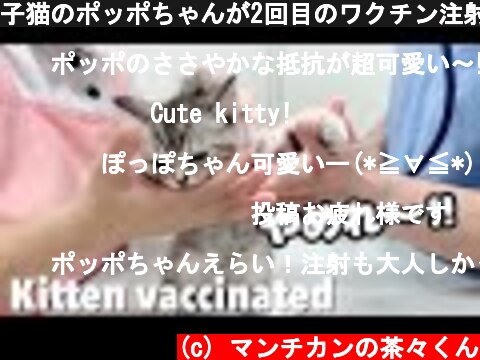 子猫のポッポちゃんが2回目のワクチン注射してきました【スコティッシュフォールド】The baby kitten vaccinated.  (c) マンチカンの茶々くん