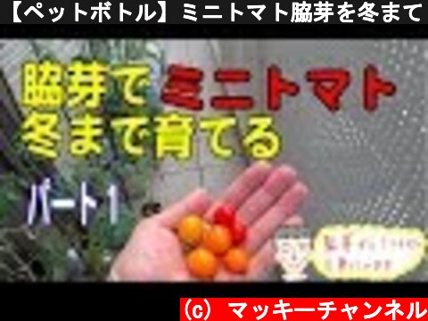 【ペットボトル】ミニトマト脇芽を冬まで育てる【パート１】家庭菜園  (c) マッキーチャンネル