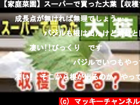 【家庭菜園】スーパーで買った大葉【収穫できる？】  (c) マッキーチャンネル