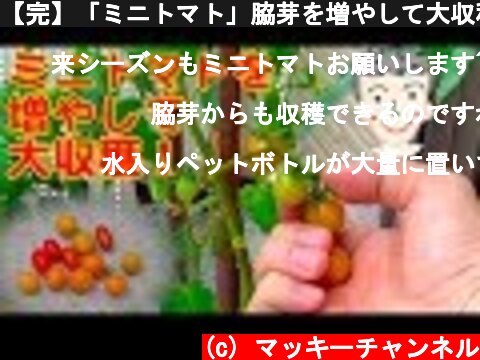【完】「ミニトマト」脇芽を増やして大収穫！【家庭菜園】ペットボトルでも出来ます。  (c) マッキーチャンネル