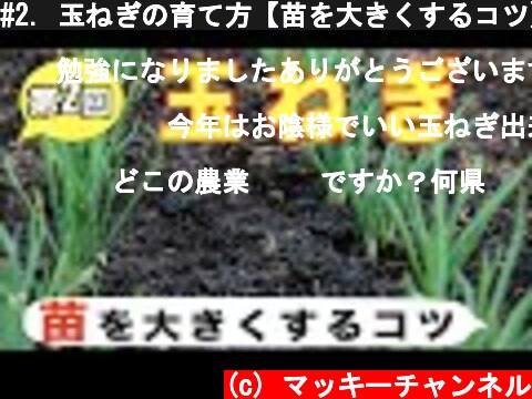 #2. 玉ねぎの育て方【苗を大きくするコツ】肥料が大切です！  (c) マッキーチャンネル